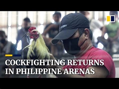 Cockfighting spectacle returns to arenas in the .